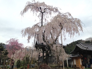 大野寺　入口桜.jpg